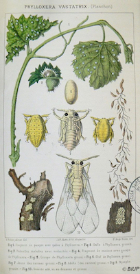 renouveau-espagnol_planche-botanique