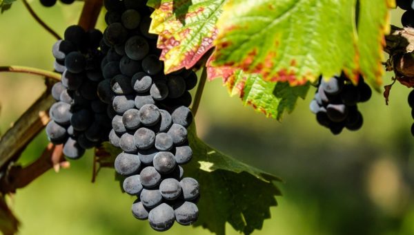 pinot noir bourgogne