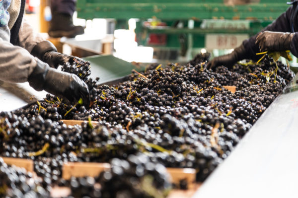 Tri des raisins pendant les vendanges pour écarter la pourriture